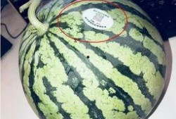 贵阳网红吃瓜,揭秘城市美食新潮流